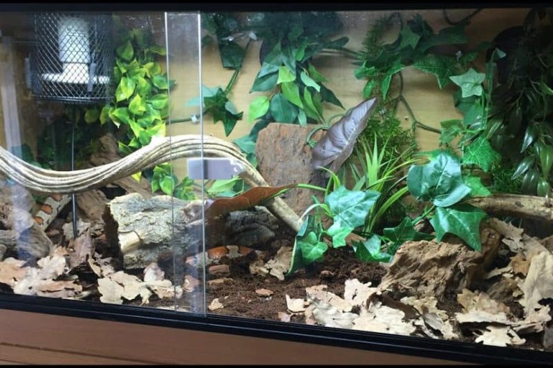 7 Best Snake Terrariums in 2025: Enhance Your Reptile’s Habitat with Top Accessories