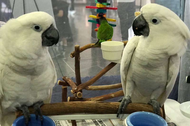 7 Best Bird Perches in 2025: Enhance Your Feathered Friend’s Cage Comfort