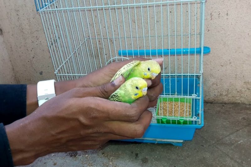 7 Best Bird Cages for Parakeets in 2025: Top Picks for Happy Feathered Friends