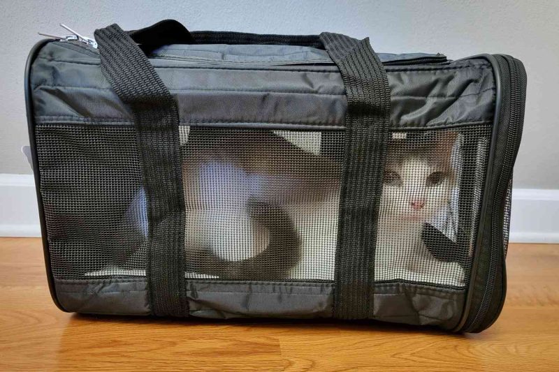 7 Best Cat Carriers for Air Travel in 2025: Top Picks for Comfort and Safety