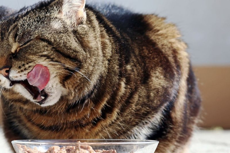 7 Best Cat Food for Indoor Cats in 2025: Top Picks for Health & Happiness