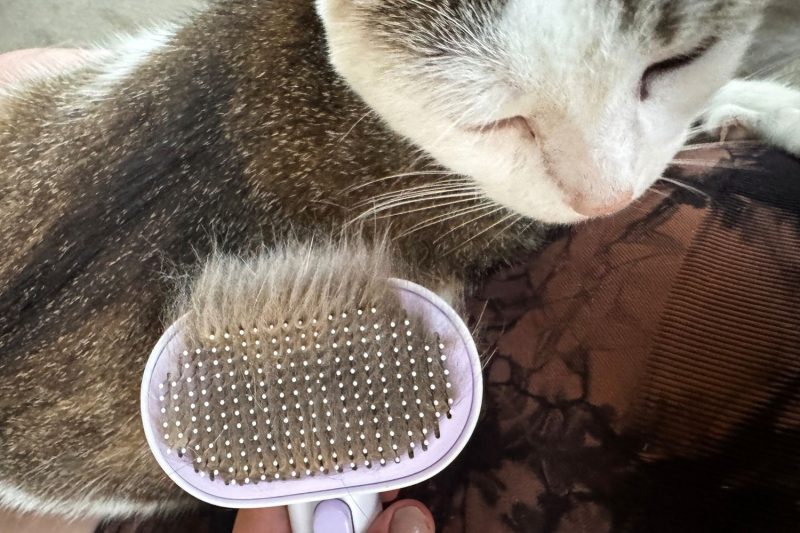 7 Best Cat Grooming Brushes in 2025: Unlock Easy Deshedding for Happy Pets