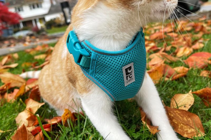 7 Best Cat Harnesses for Walking in 2025: Escape Proof & Comfortable Options