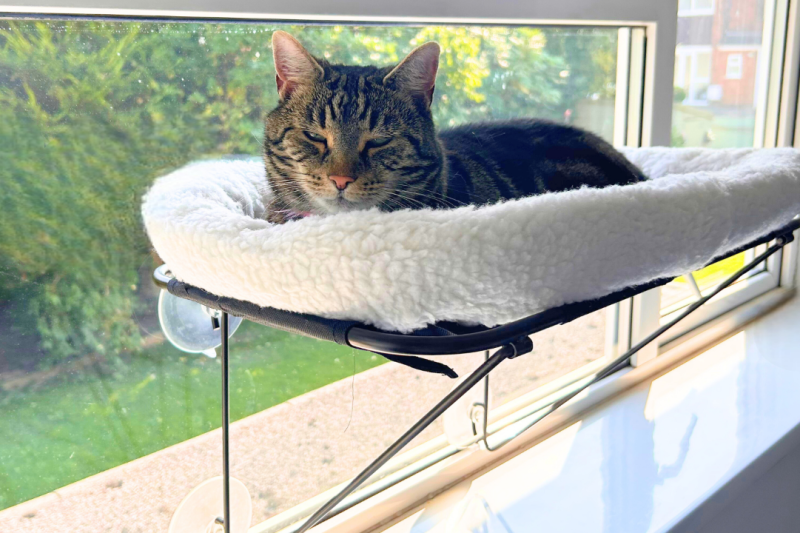7 Best Cat Window Perches in 2025: Ultimate Comfort and Style for Your Feline