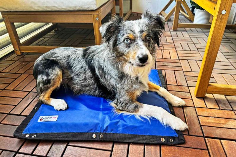 7 Best Cooling Mats for Dogs in 2025: Keep Your Pet Comfortable and Cool