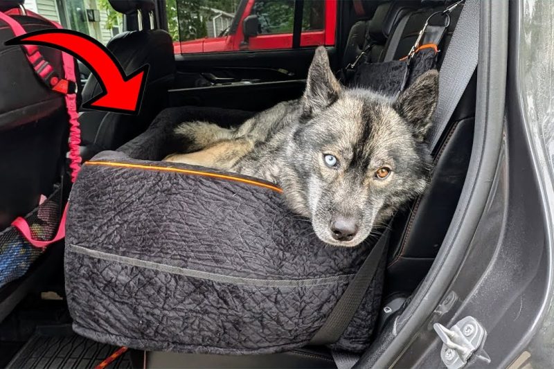 7 Best Dog Car Seats for Travel in 2025: Secure, Comfy Rides for Your Pet
