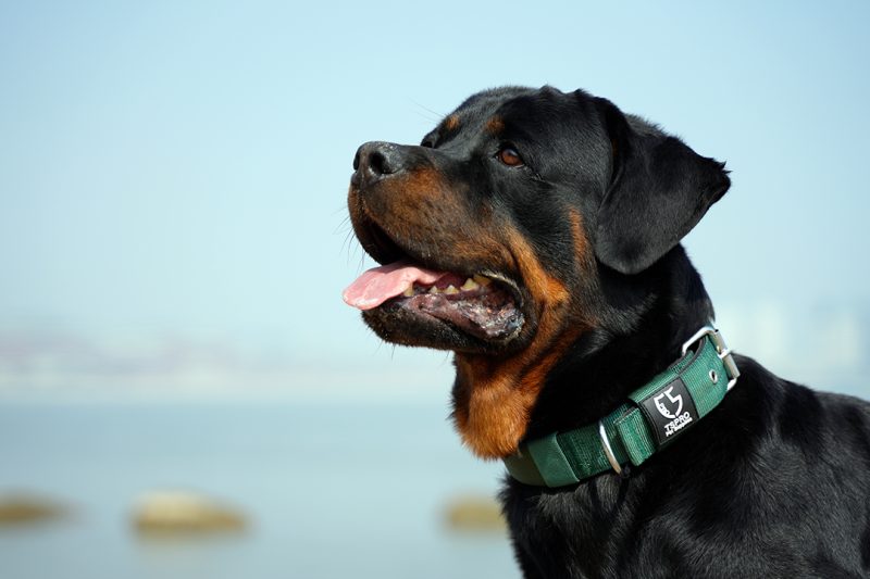 7 Best Dog Collars for Small Dogs in 2025: Stylish, Safe, and Reflective Choices