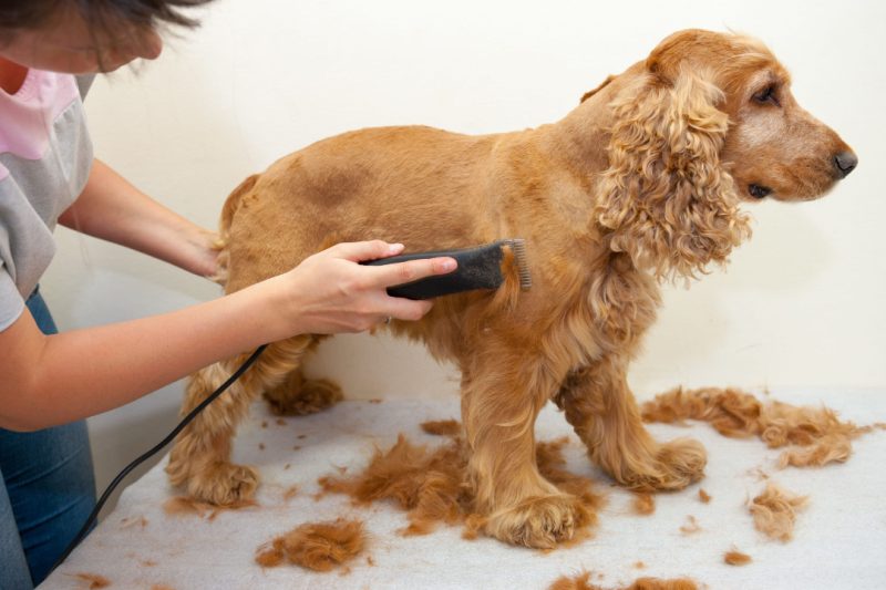 7 Best Dog Grooming Clippers in 2025: Top Cordless Options for Quiet, Effective Trimming