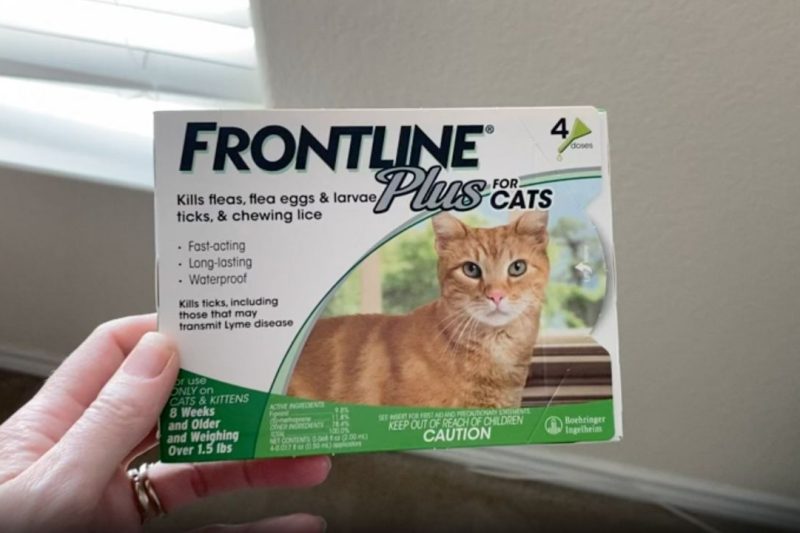 7 Best Flea Treatments for Cats in 2025: Top Vet-Recommended Solutions for Your Pet