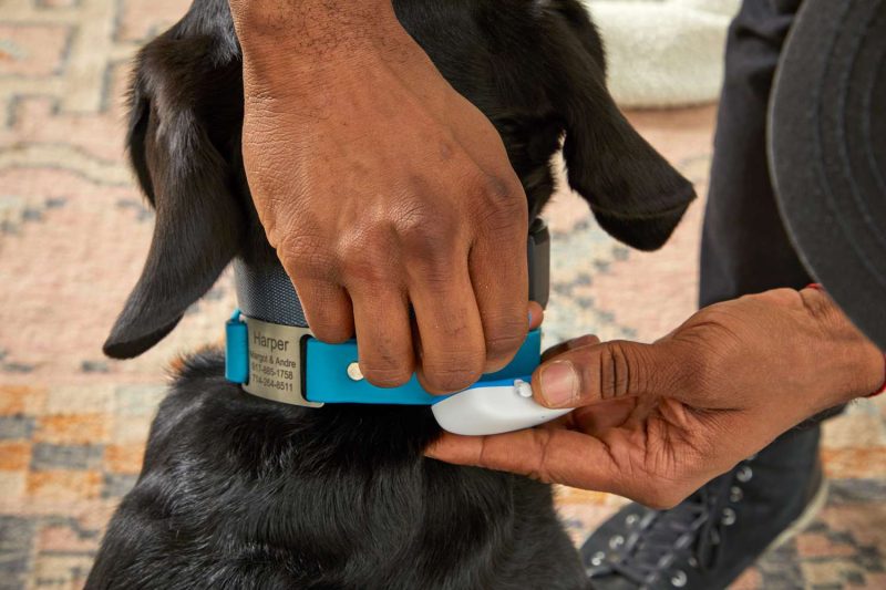 7 Best GPS Trackers for Dogs in 2025: Top Picks for Pet Safety and Health