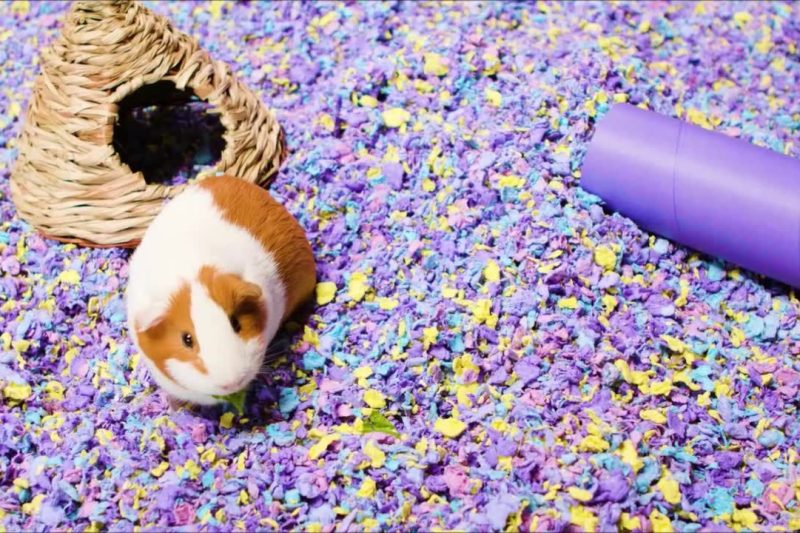 7 Best Guinea Pig Bedding in 2025: Top Dust-Free and Odor Control Options