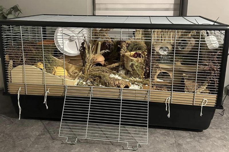 7 Best Hamster Cages in 2025: Discover Top Choices for Happy, Healthy Pets