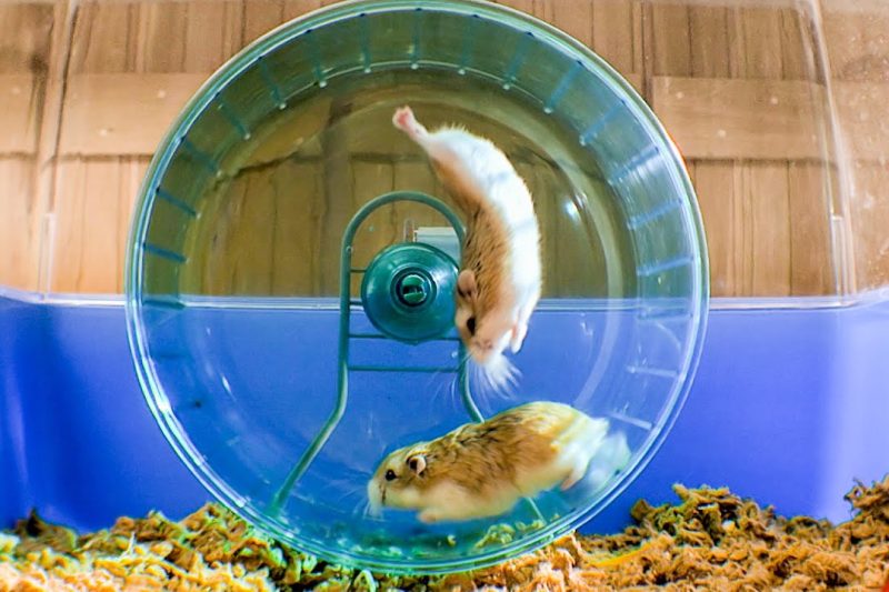 7 Best Hamster Wheels in 2025 for Quiet and Efficient Small Pet Exercise