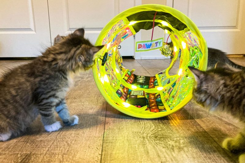7 Best Interactive Cat Toys in 2025 to Keep Indoor Cats Entertained and Active