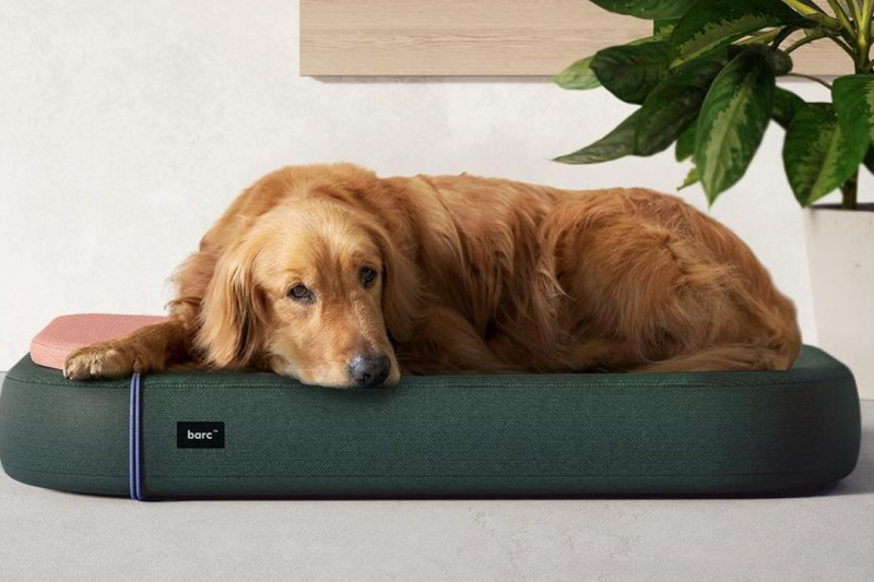 7 Best Orthopedic Dog Beds in 2025: Ultimate Comfort for Your Furry Friend
