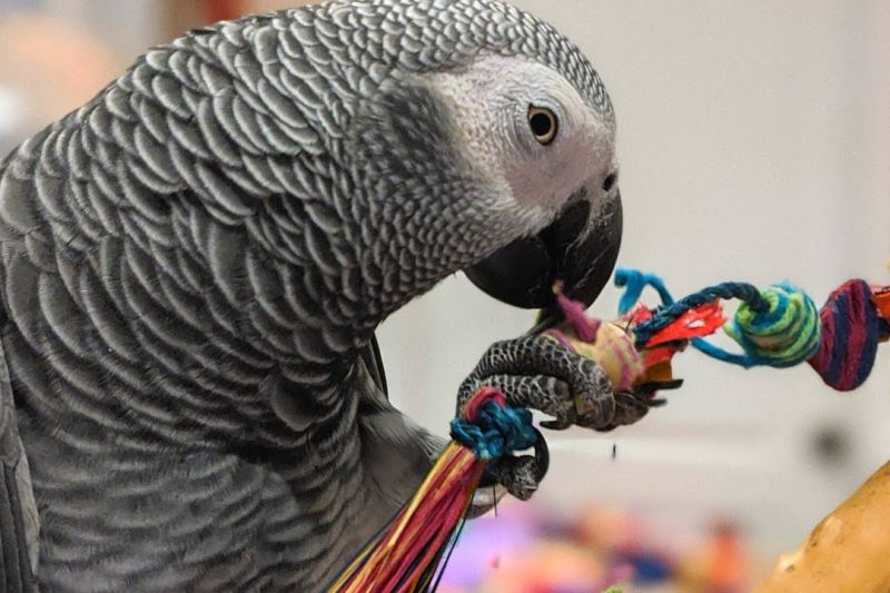 7 Best Parrot Toys in 2025: Engage Your Feathered Friend with Fun and Color