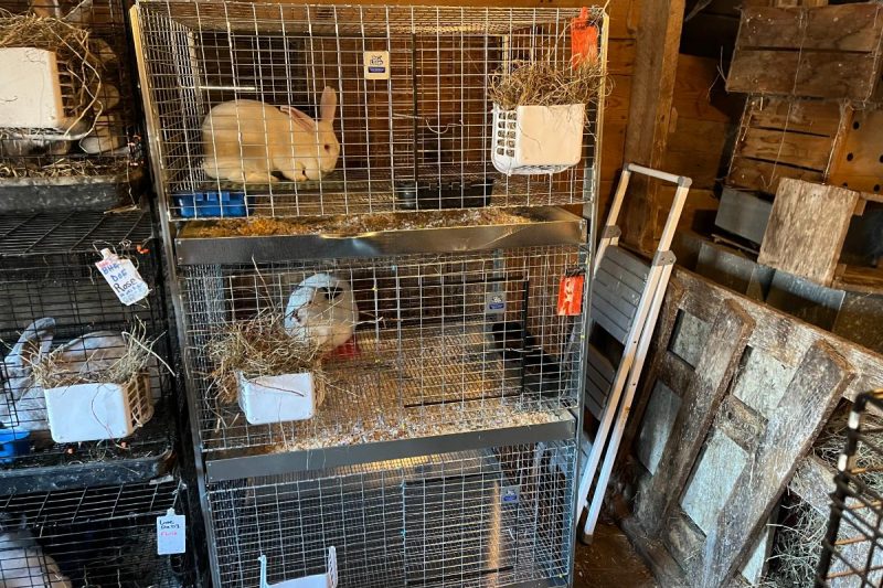 7 Best Rabbit Cages for Indoors in 2025: Top Choices for Happy Pets
