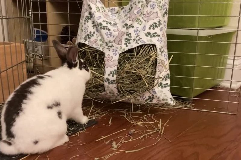 7 Best Rabbit Hay in 2025: Top Natural Choices for Happy, Healthy Bunnies