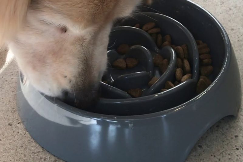 7 Best Slow Feeder Dog Bowls in 2025: Prevent Bloating and Enhance Mealtime Fun