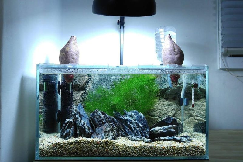 7 Best Turtle Tanks in 2025: Top Kits for Happy and Healthy Reptiles