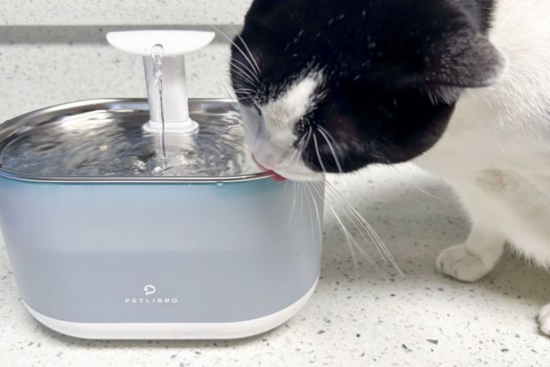 7 Best Water Fountains for Cats in 2025: Top Automatic Hydration Solutions for Pets
