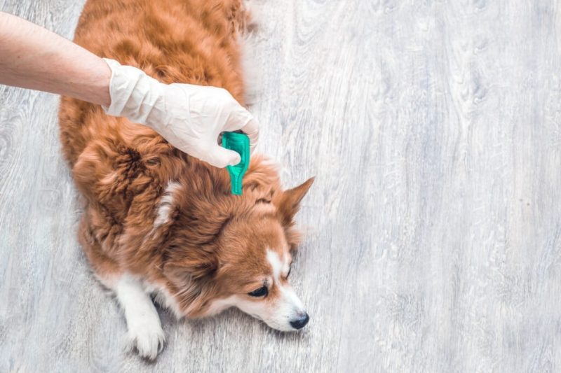 7 Best Flea And Tick Treatments for Dogs in 2025: Top Picks for Every Size